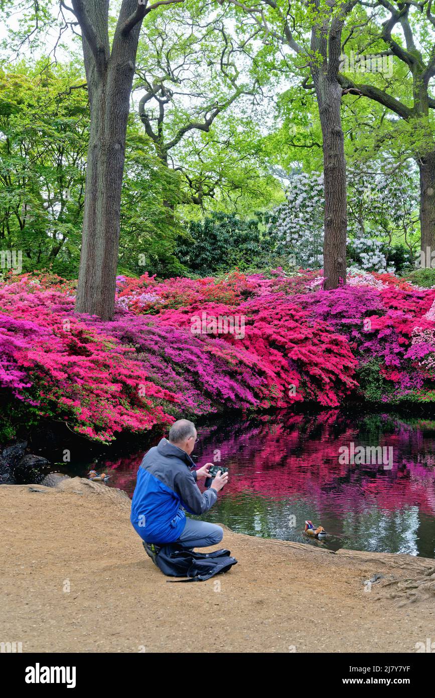 The Isabella Plantation with Azaleas and Rhododendrons in full colourful springtime  bloom, Richmond Park Greater London England UK Stock Photo