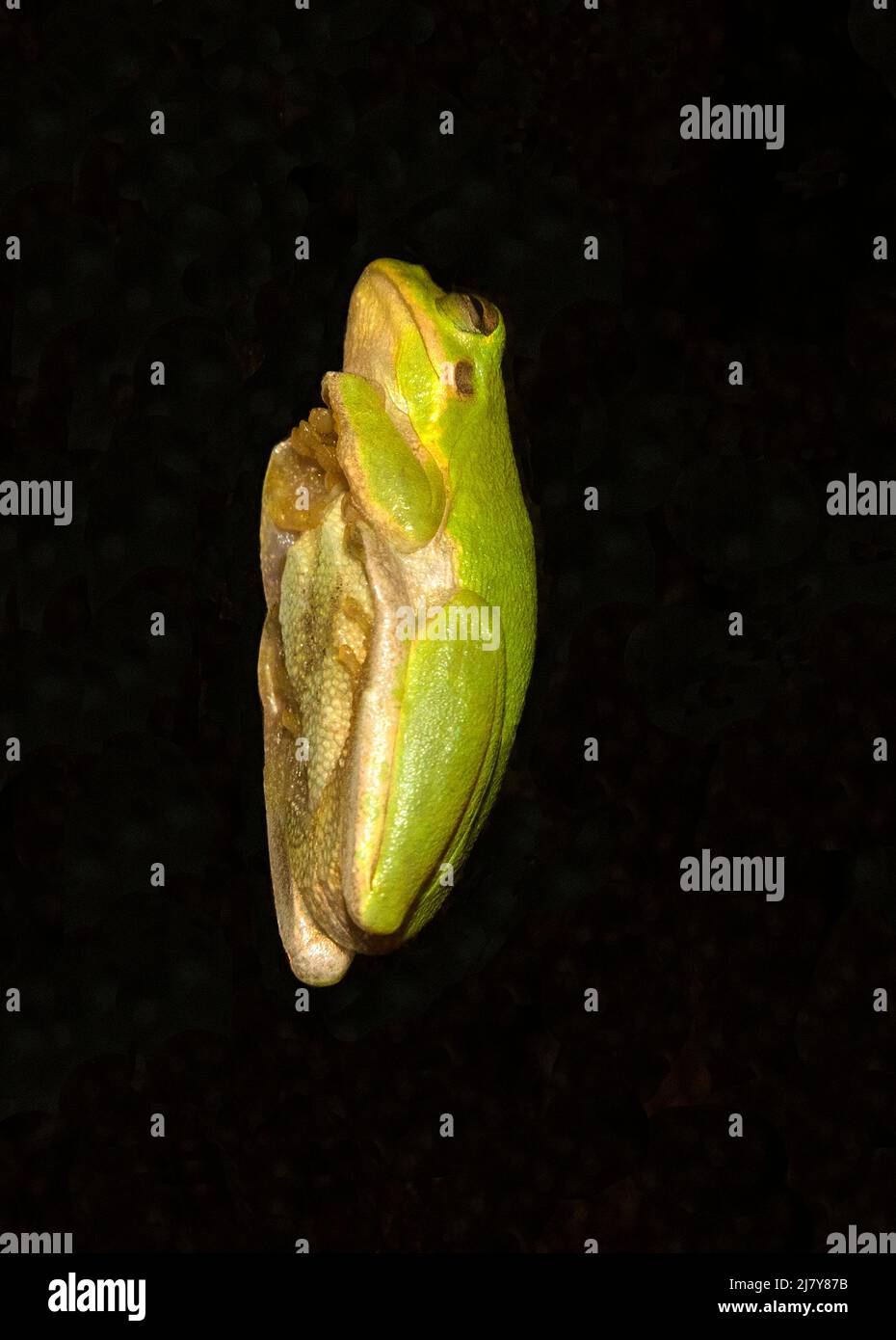 Tiny green frog sleeping on a glass door at night in North Central Florida. Stock Photo