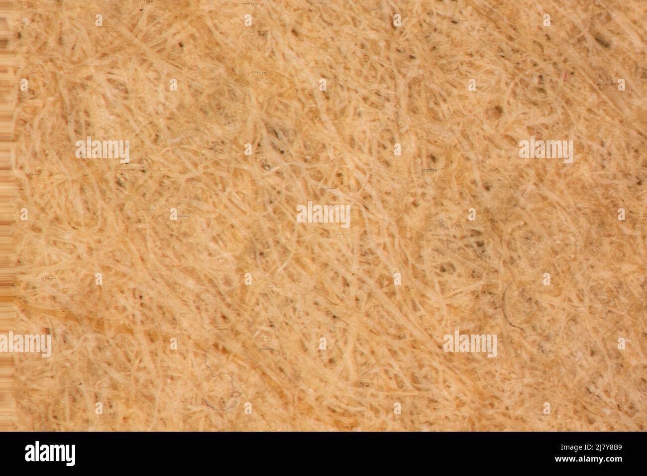 fibers of a paper filter for coffee under the microscope Stock Photo