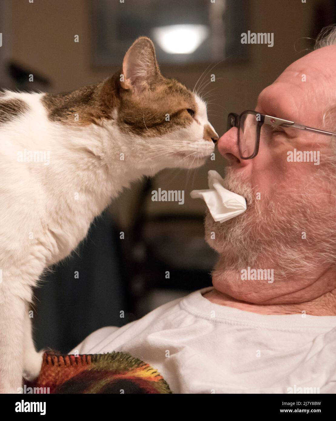 Missy the cat loves to touch the beard and face of her owner while relaxing in the recliner. Stock Photo