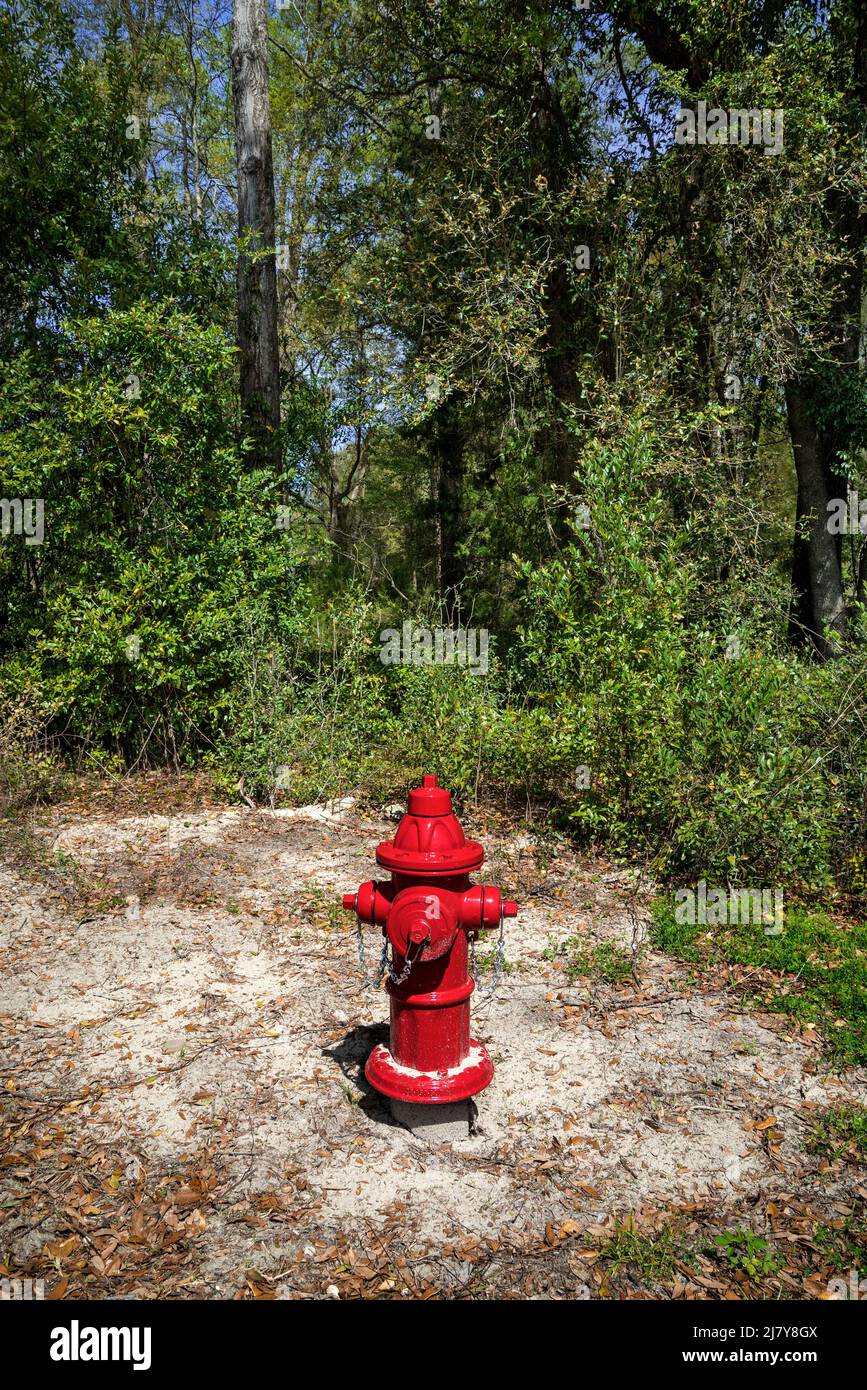 A red fire hydrant sits at the edge of a wooded area in rural North Central Florida. Stock Photo