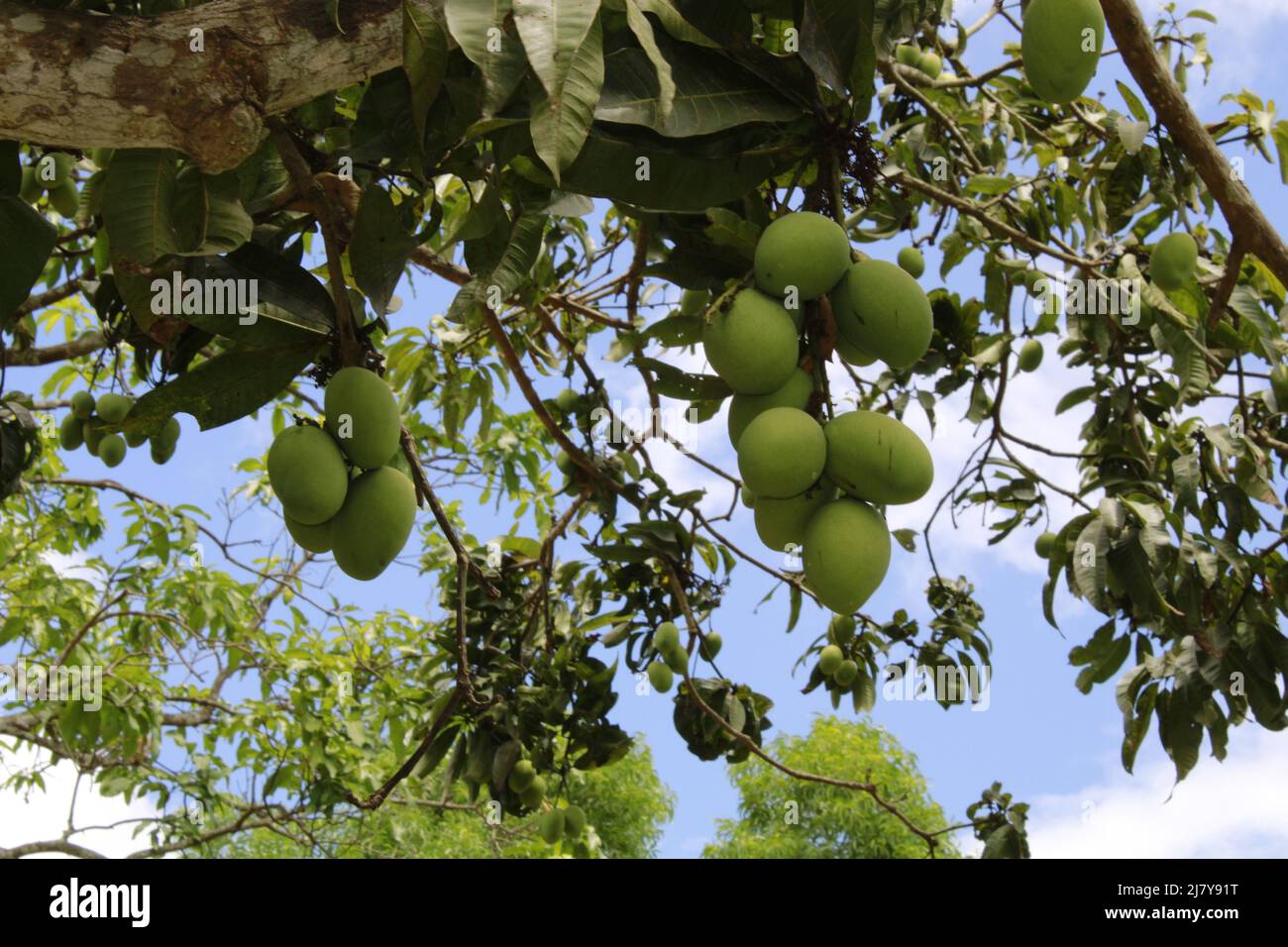 Green mangoes hanging on Mango tree Stock Photo Alamy