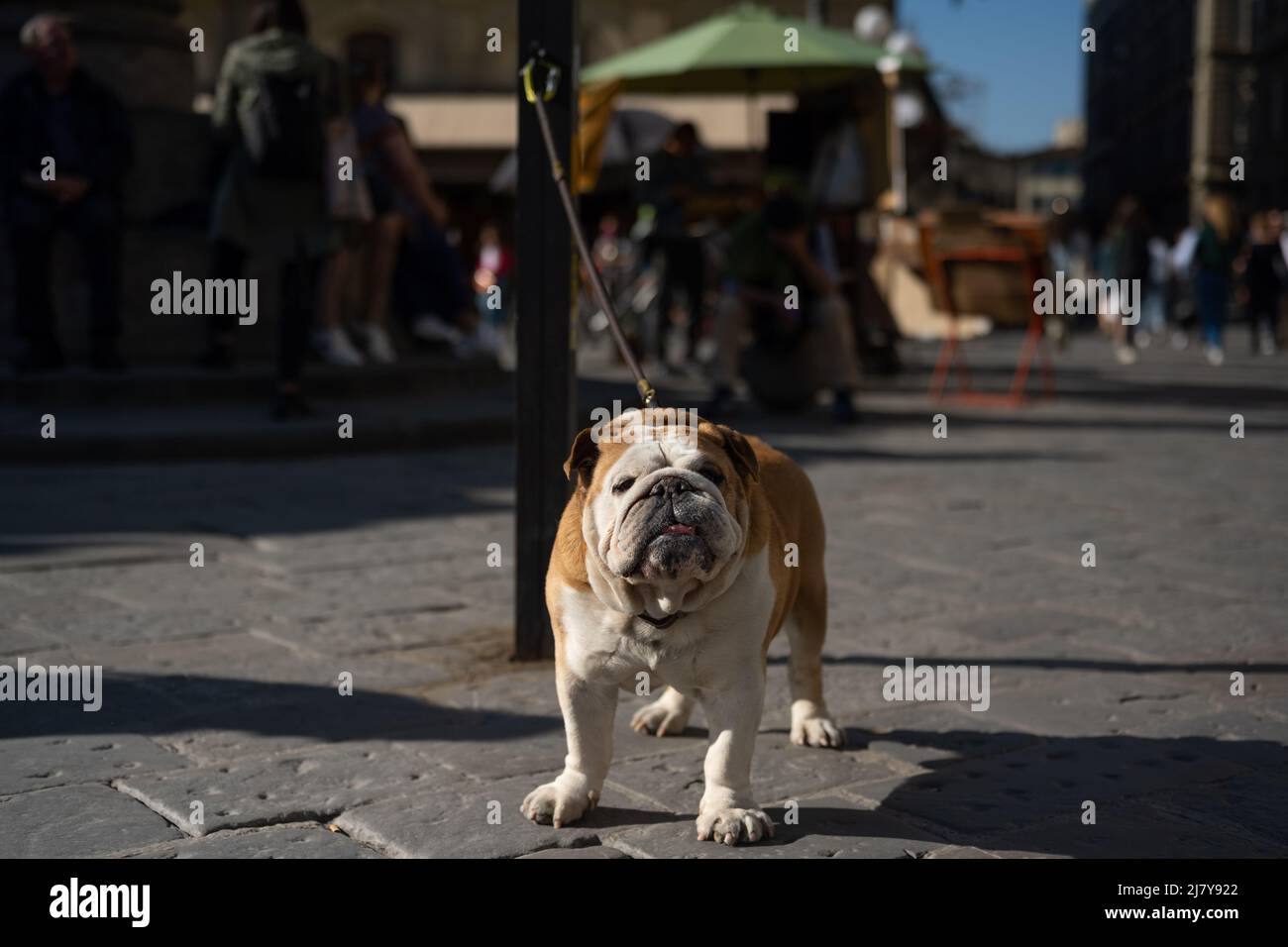 A bulldog in Florence Stock Photo