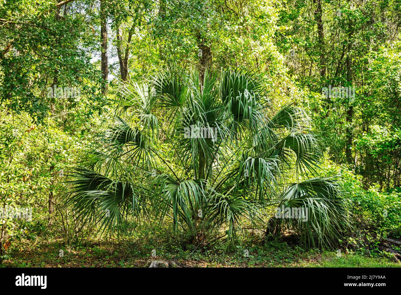 Sun shining through the woods of North Florida on a beautiful Spring morning. Stock Photo