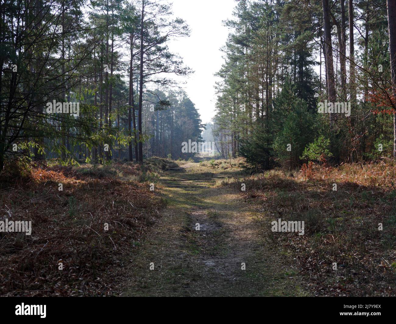 Track in the New Forest near Bolderwood, The New Forest, Hampshire, UK Stock Photo