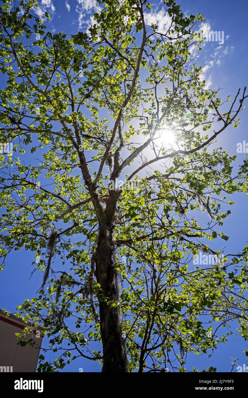 New growth of Springtime adorns a beautiful Maple tree at a shopping center in North Central Florida. Stock Photo