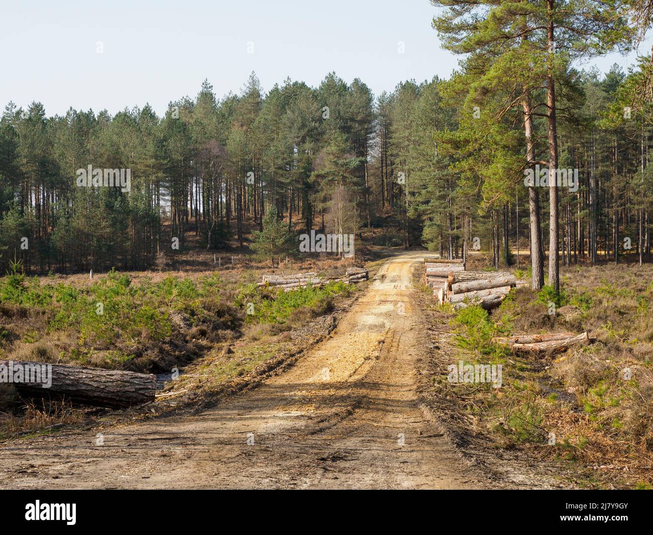 Forestry road, The New Forest, Hampshire, UK Stock Photo