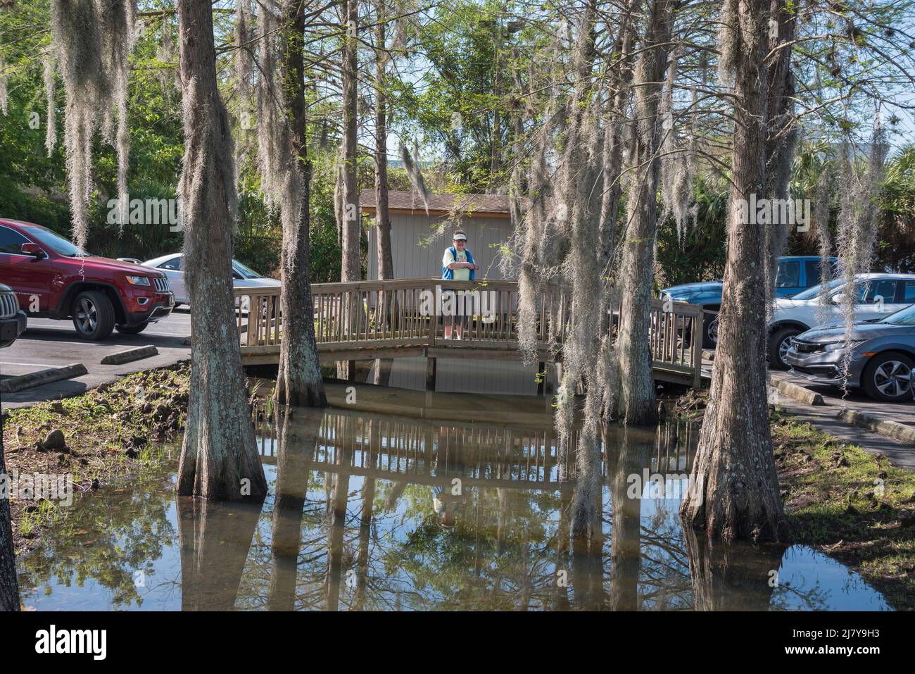 Perkins Restaurant in Gainesville, Florida, has a mini-swamp in the middle of their parking lot, complete with cypress trees. Stock Photo