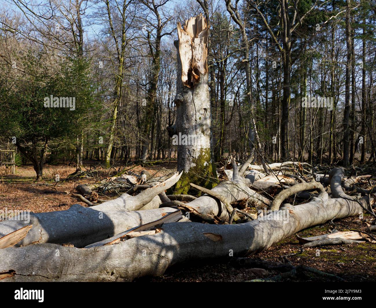 Tree felled by a storm, The New Forest, Hampshire, UK Stock Photo
