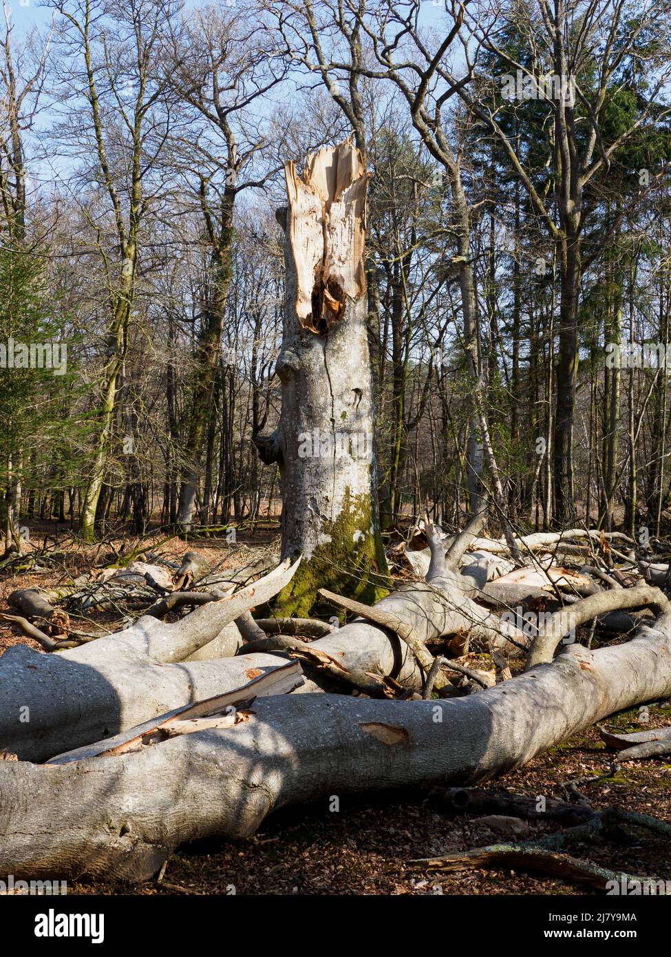 Tree felled by a storm, The New Forest, Hampshire, UK Stock Photo