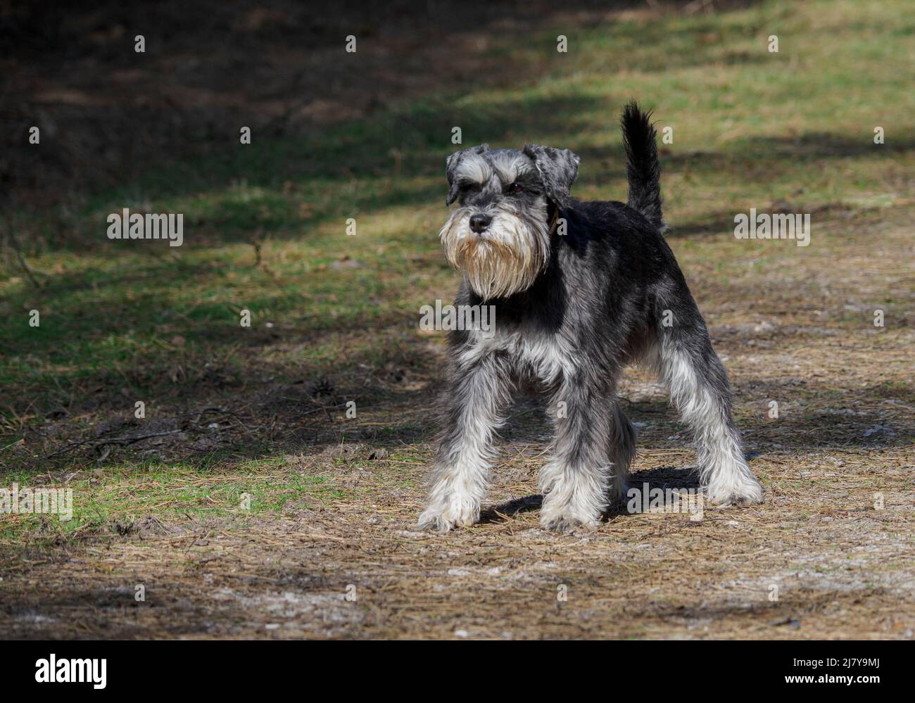 Miniature schnauzer dog on a woodland path, The New Forest, Hampshire, UK Stock Photo