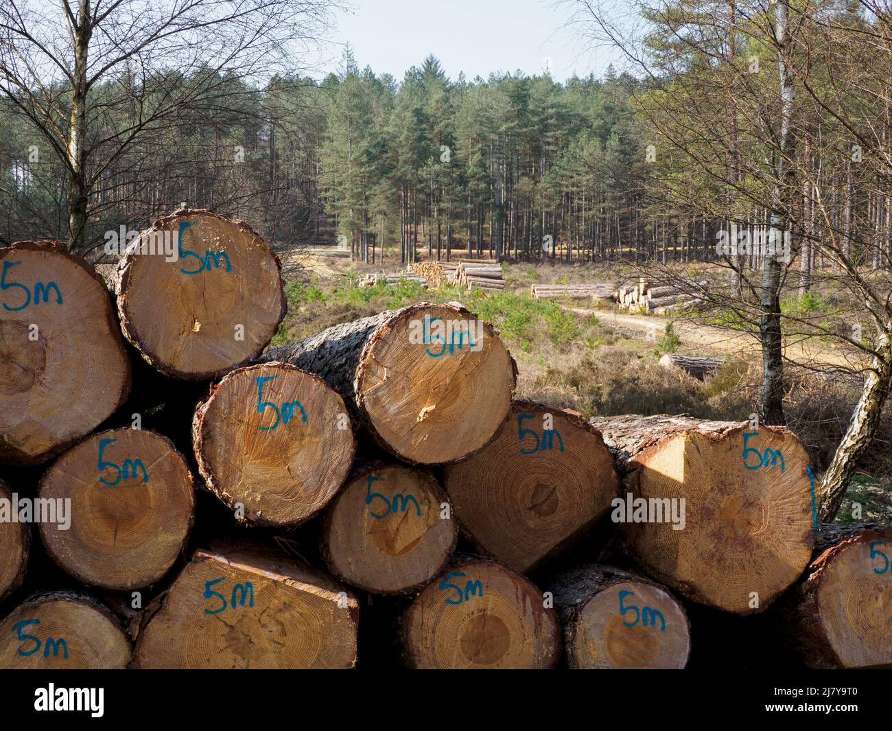 Pile of logs cut ready for transportation, The New Forest, Hampshire, UK Stock Photo