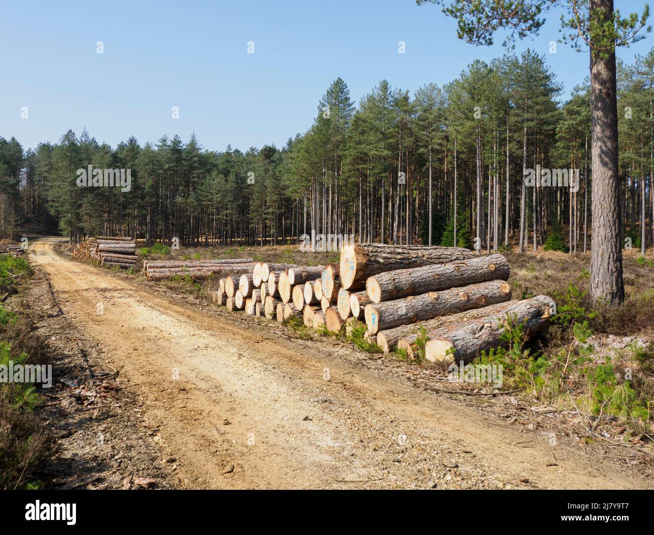 Forestry road, The New Forest, Hampshire, UK Stock Photo