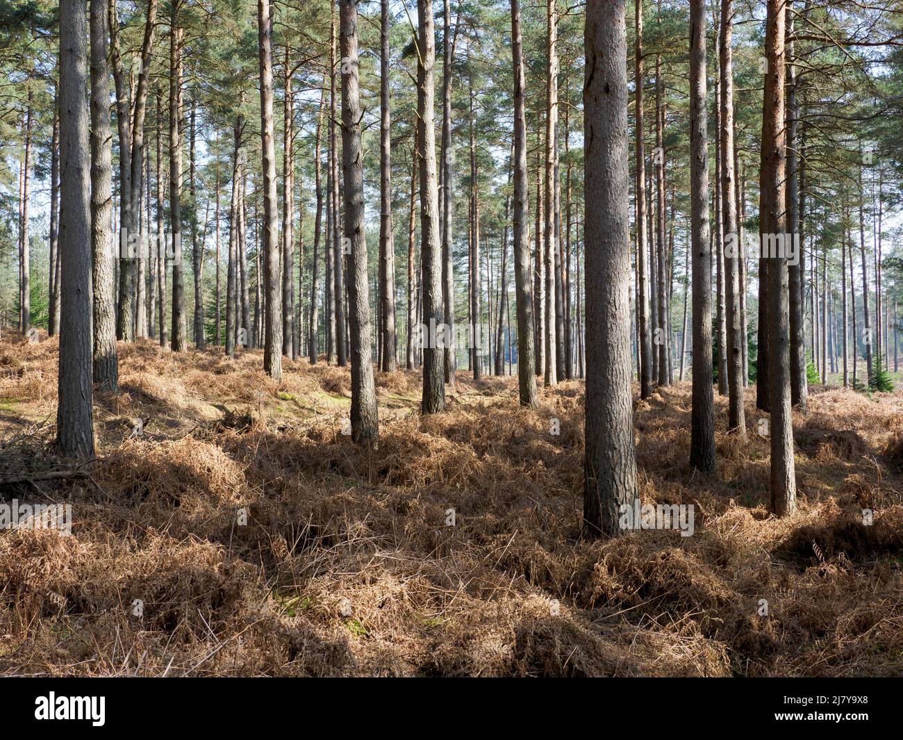 Coniferous Forest, The New Forest, Hampshire, UK Stock Photo