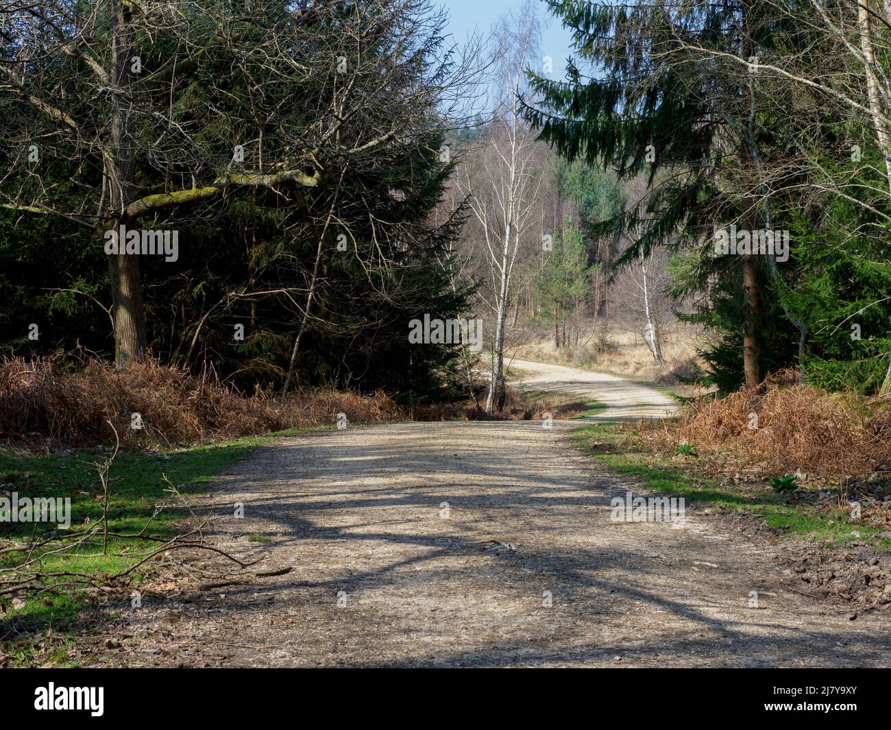Footpath in the New Forest, Hampshire, UK Stock Photo