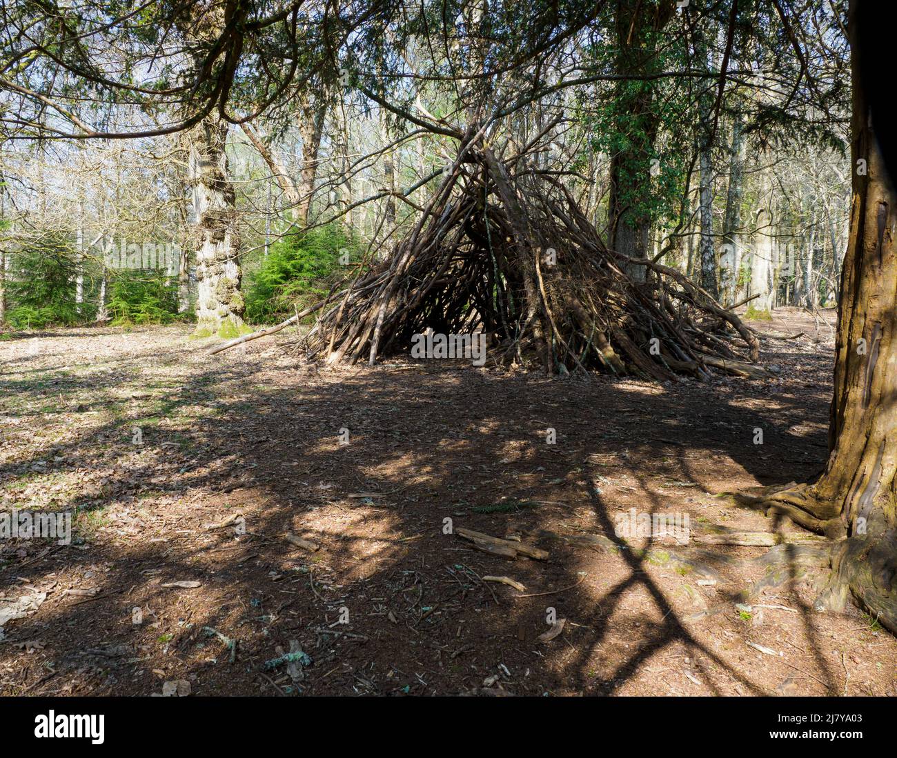 Den made from sticks and branches, The New Forest, Hampshire, UK Stock Photo