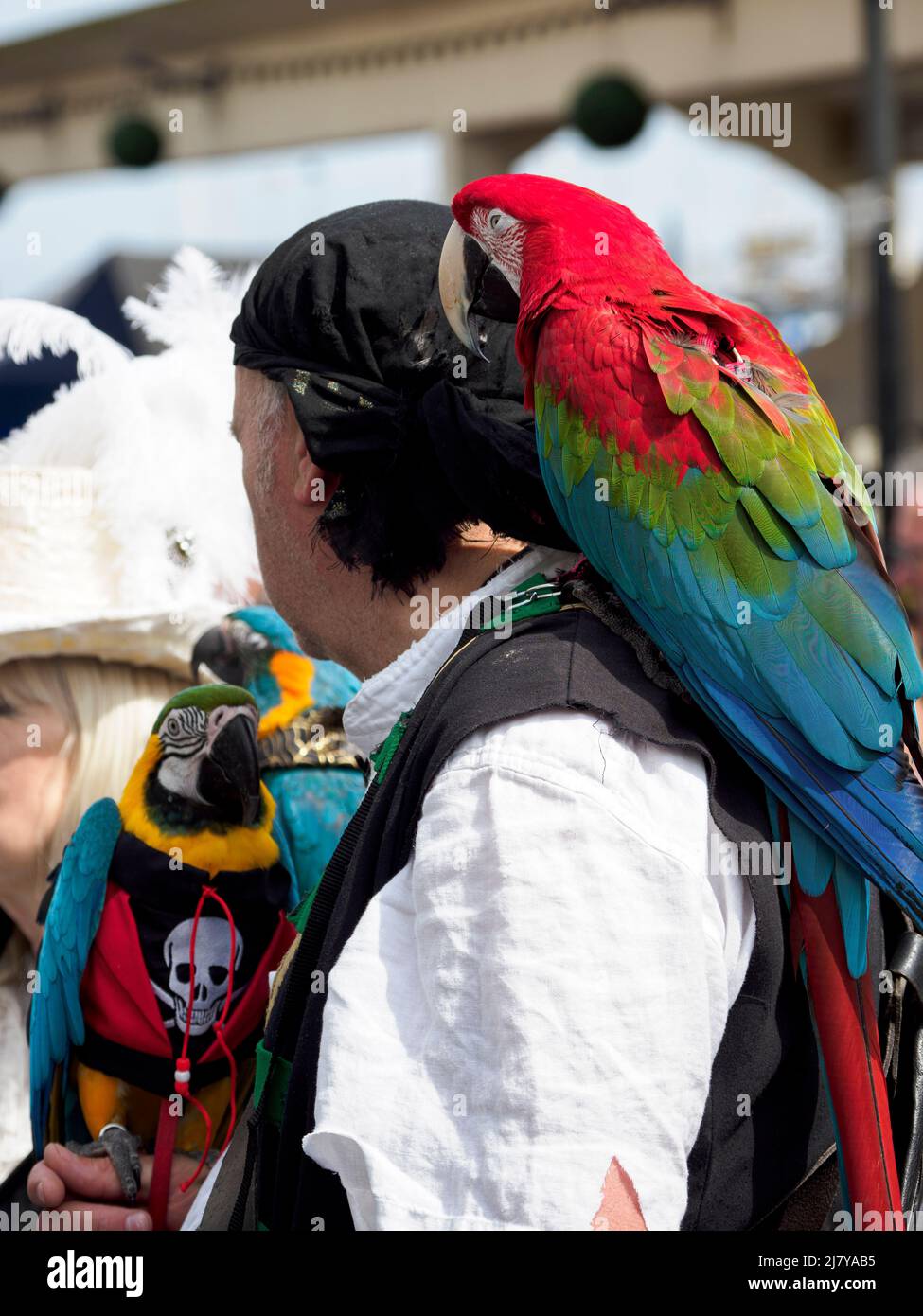 Pirate with two parrots at the Brixham Pirate Festival 2022, Devon, UK Stock Photo