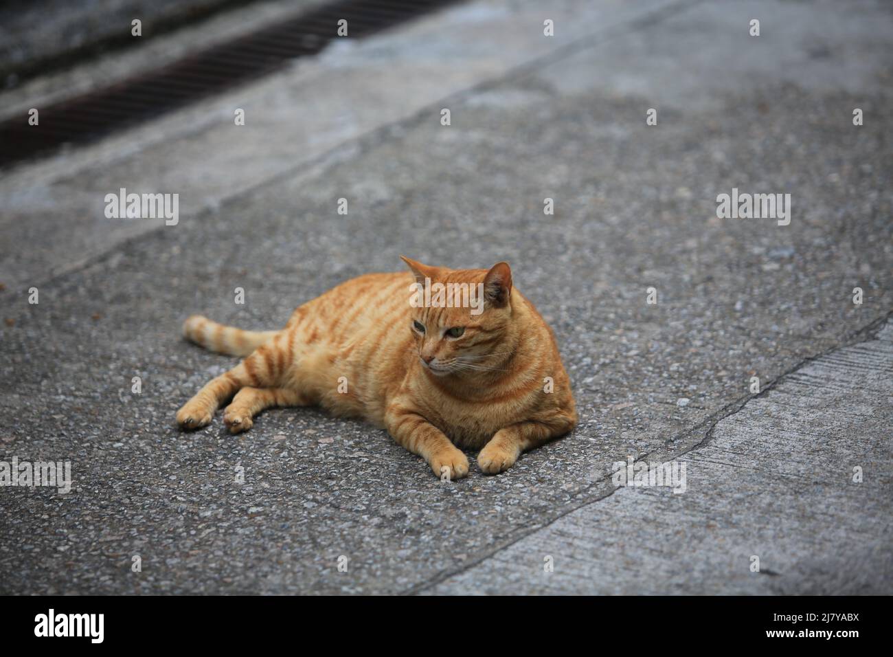 ginger tabby cat lying on the street Stock Photo - Alamy