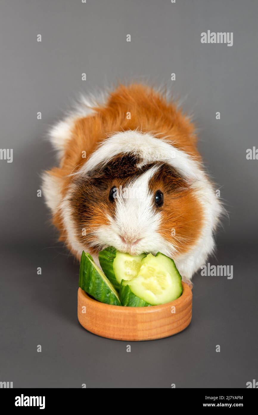 Can i feed my guinea pig cucumber top