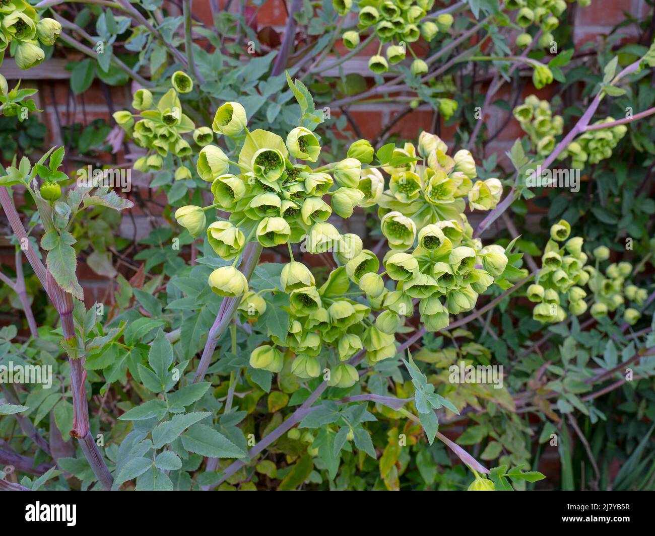 Mathiasella bupleuroides 'Green Dream' Norfolk April Stock Photo