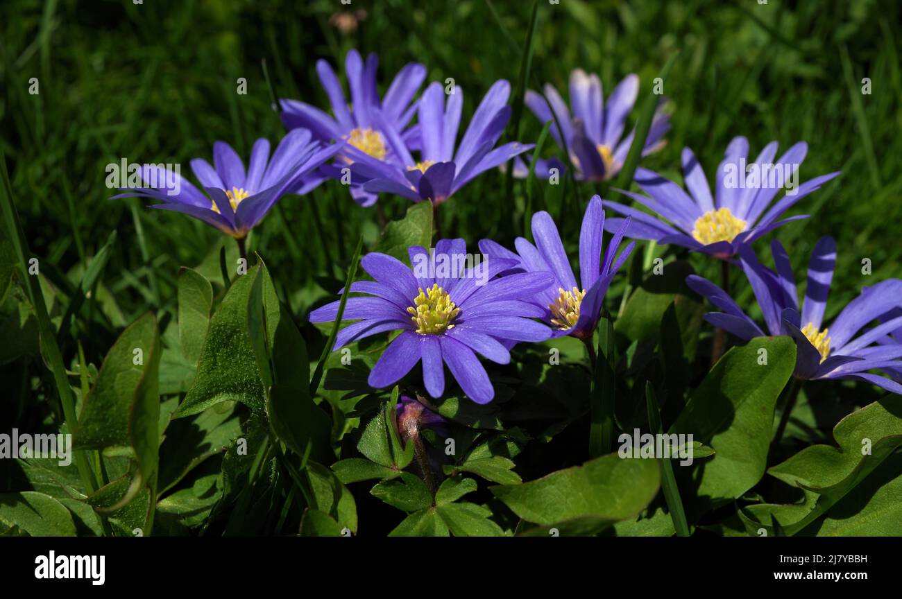 Low Angle Close up Purple Flowers in Grass Anemone blanda aka Grecian windflowers Stock Photo