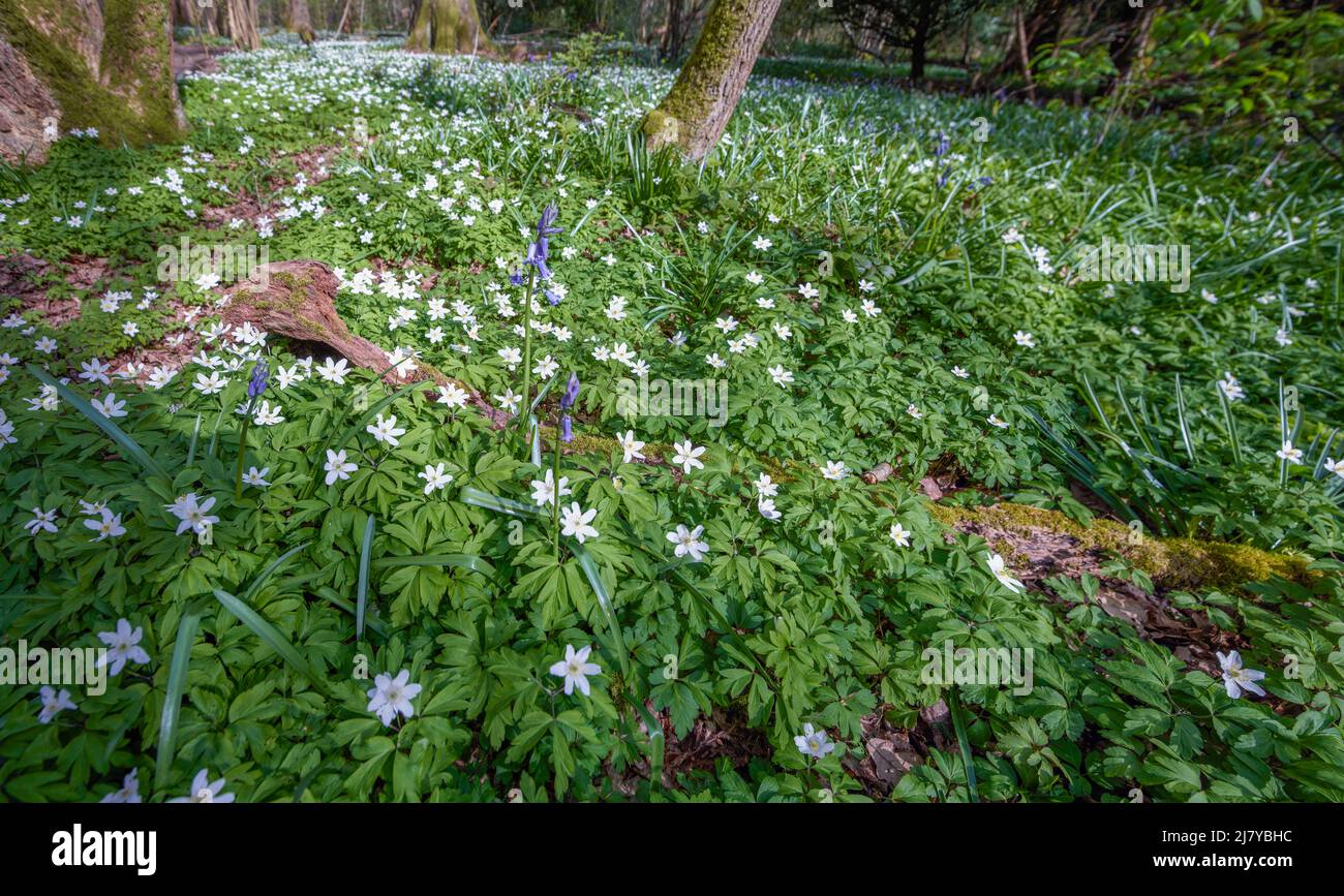 Wooded Path Springtime Delightful springtime Wood anemone flowering along a woodland path ...
