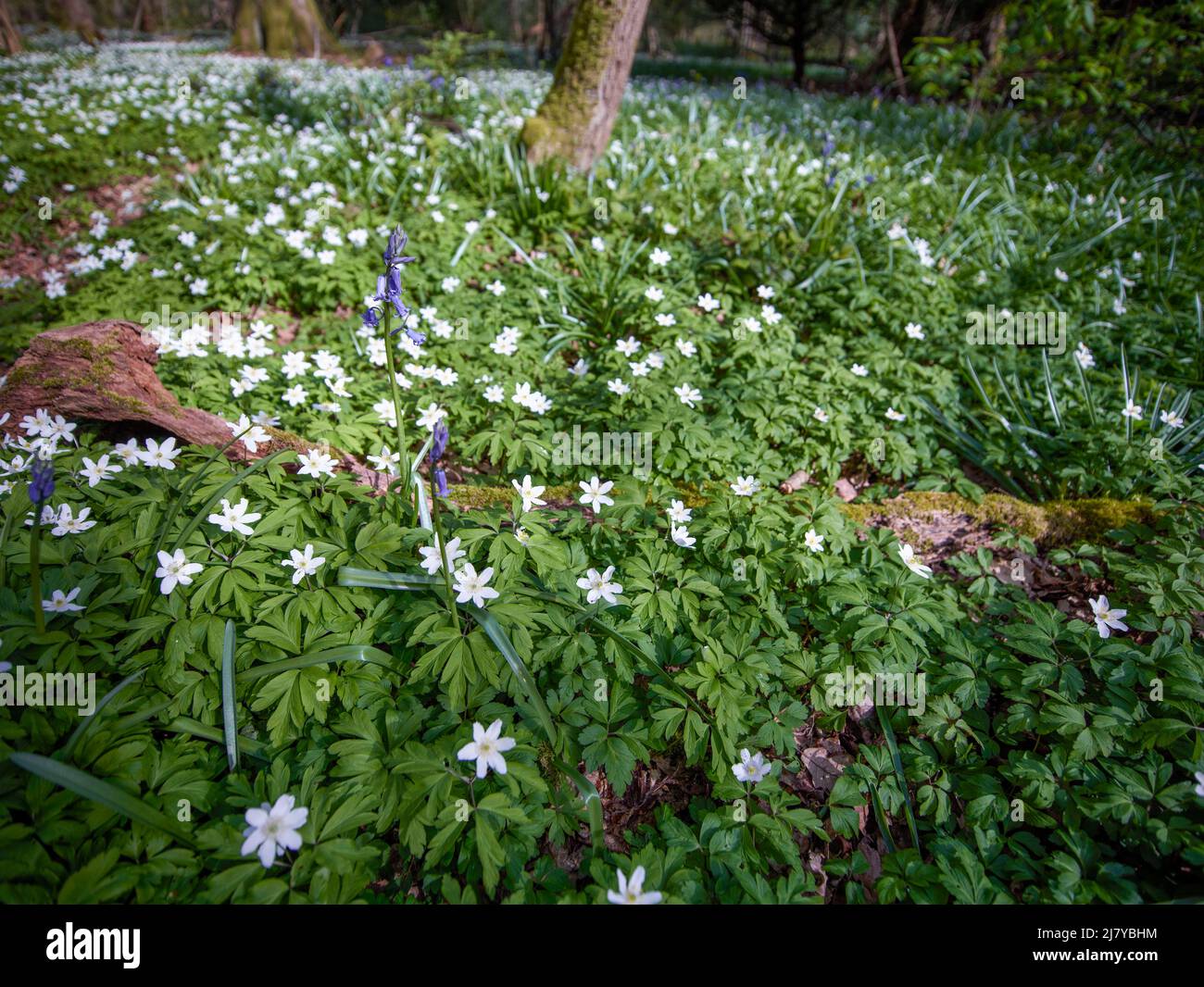 Wooded Path Springtime Delightful springtime Wood anemone flowering along a woodland path ...