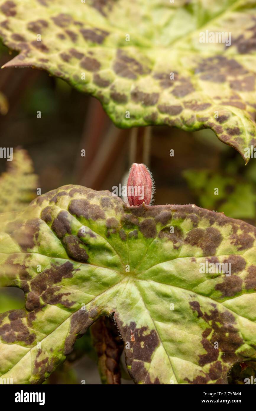 Outstanding Podophyllum versipelle 'Spotty Dotty, in close-up Stock ...