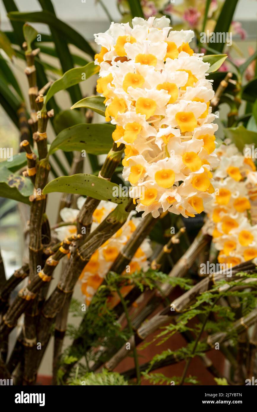 Tightly framed Dendrobium Thyrsiflorum orchid plant portrait Stock Photo
