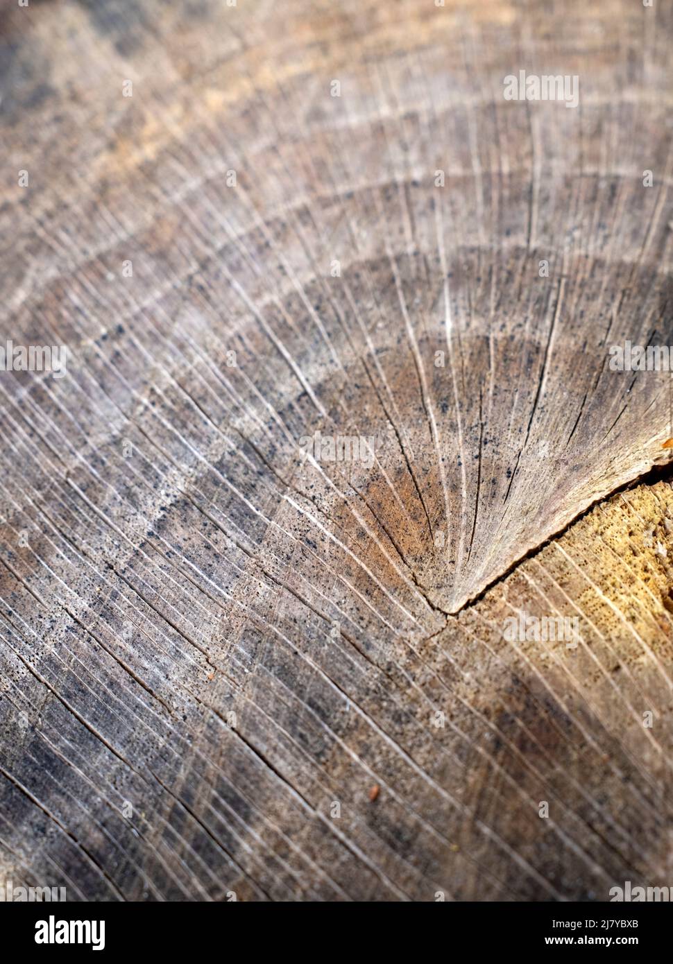 Timber cross-cut in close-up Stock Photo - Alamy