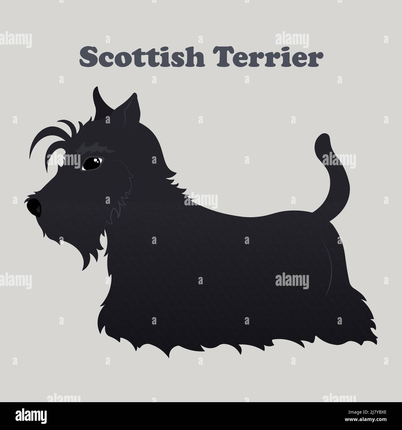 Scottish terrier. Print with dog with background. Stock Vector