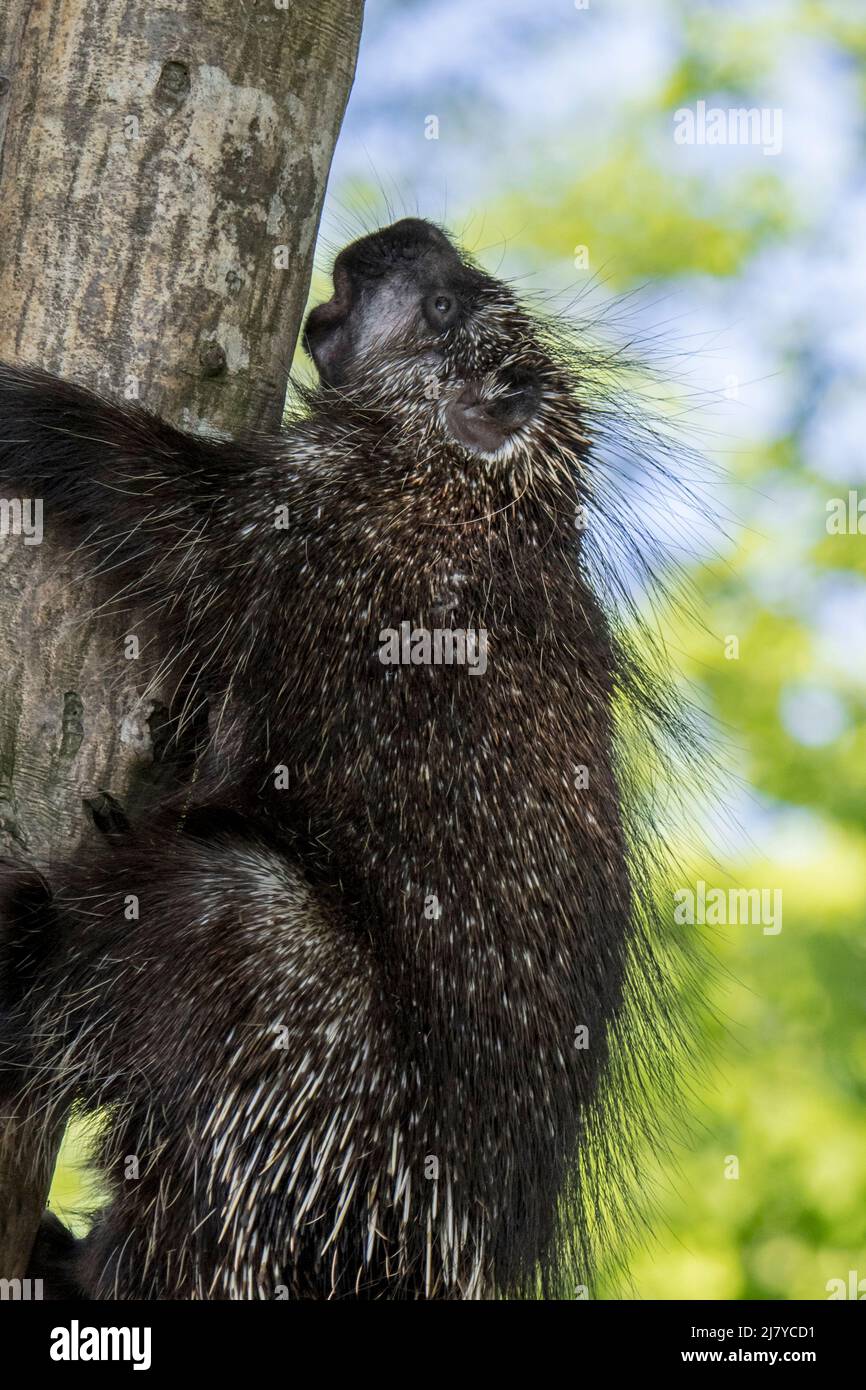 North American porcupine / Canadian porcupine (Erethizon dorsatum) climbing tree and showing large quills, native to North America Stock Photo