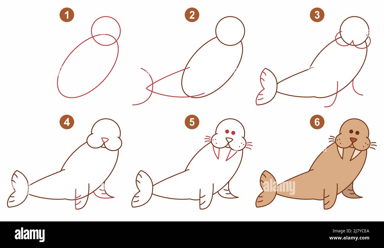 Instructions for drawing walrus. Step by step. Stock Vector