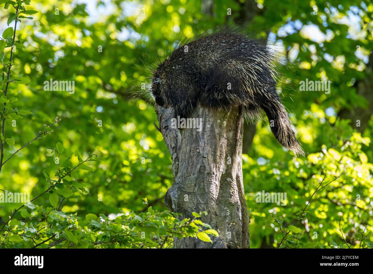 North American porcupine / Canadian porcupine (Erethizon dorsatum) sleeping in tree, native to North America Stock Photo