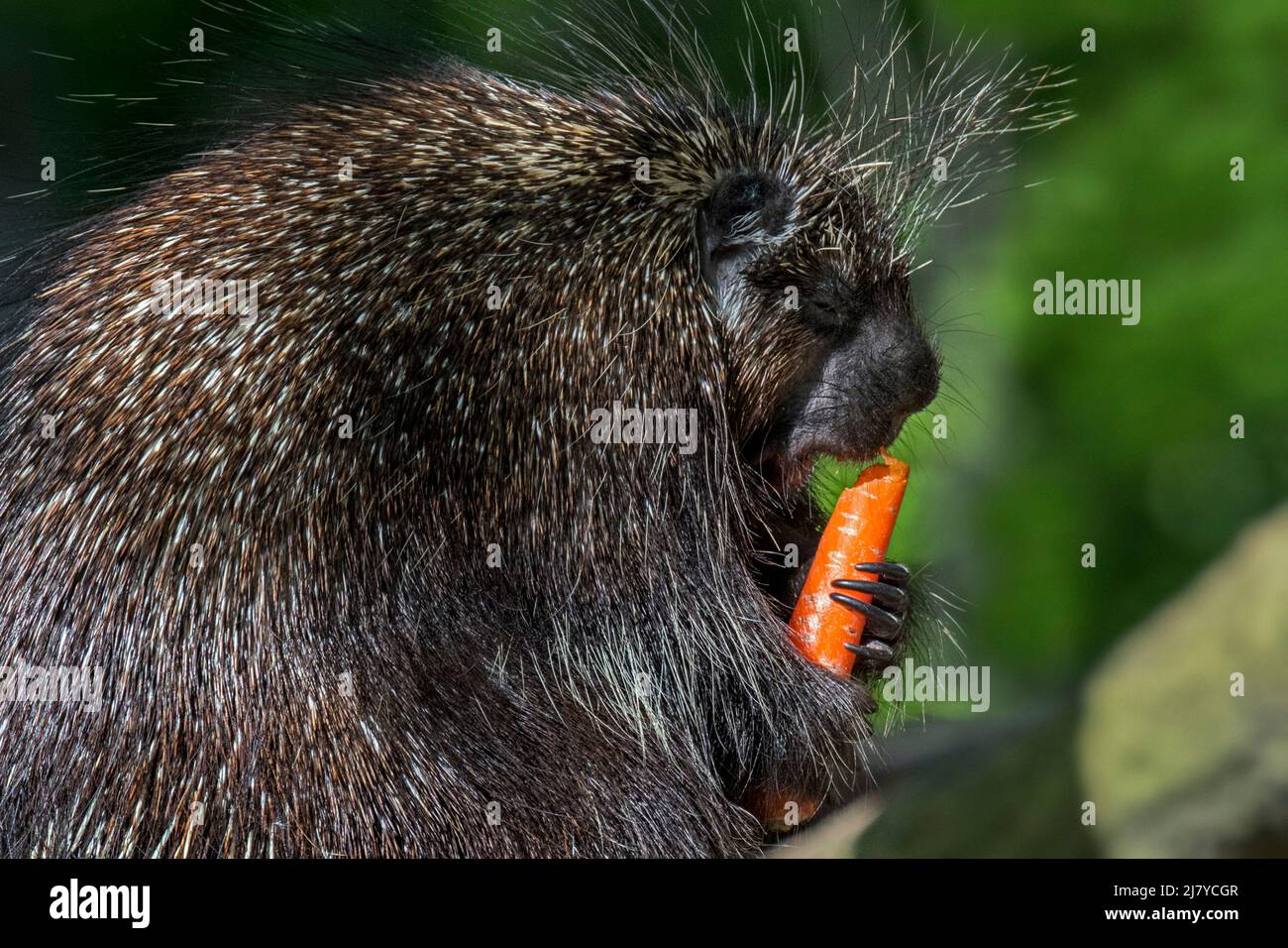 North American porcupine / Canadian porcupine (Erethizon dorsatum) eating carrot in zoo, native to North America Stock Photo