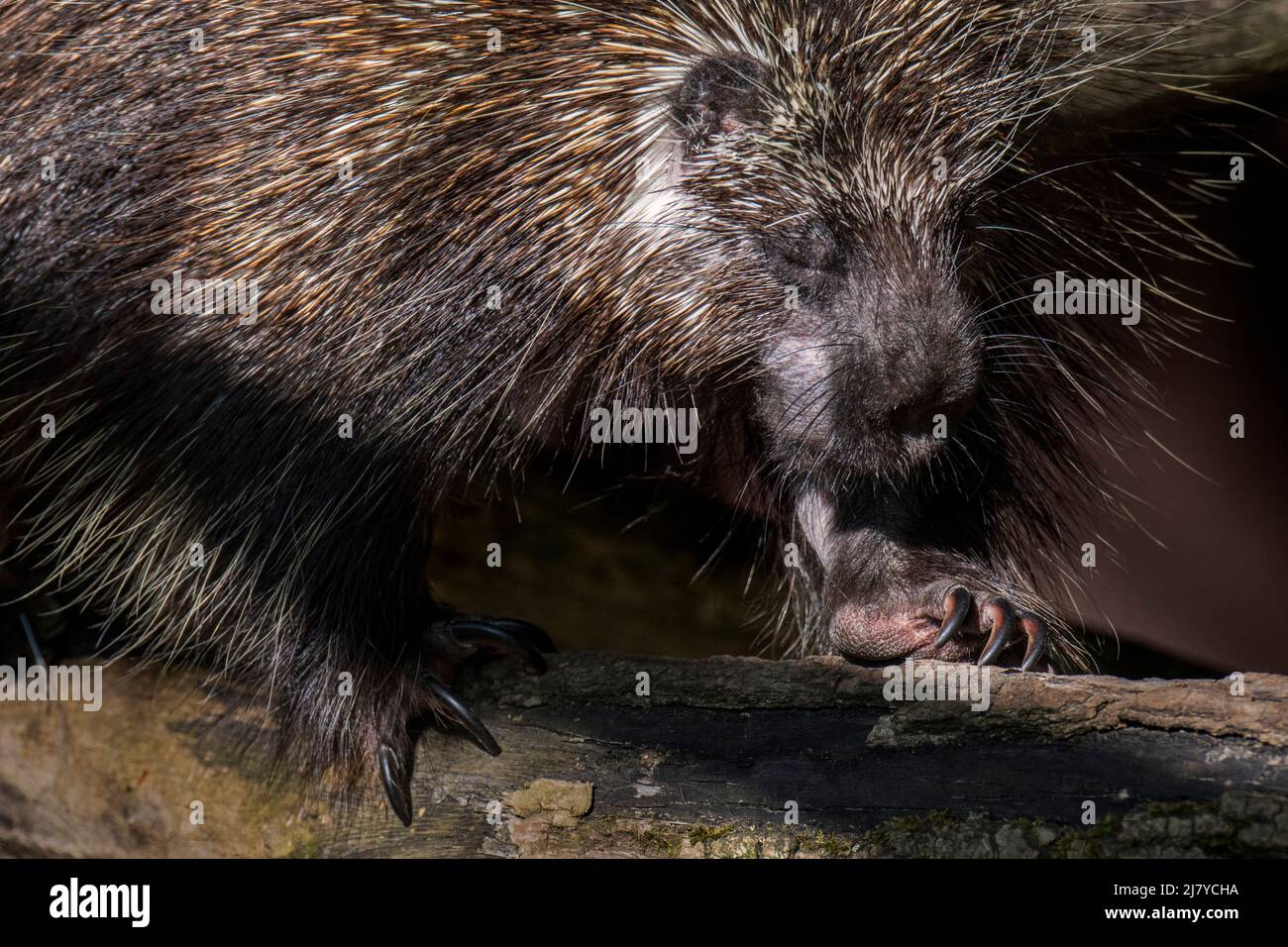 North American porcupine / Canadian porcupine (Erethizon dorsatum) foraging and showing claws, native to North America Stock Photo