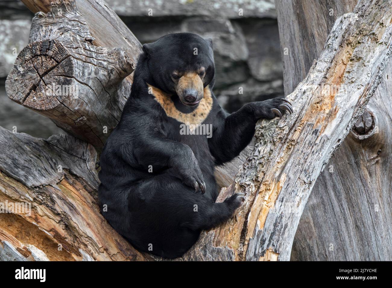 Sun bear (Helarctos malayanus) in zoo / zoological garden, native to Southeast Asia Stock Photo