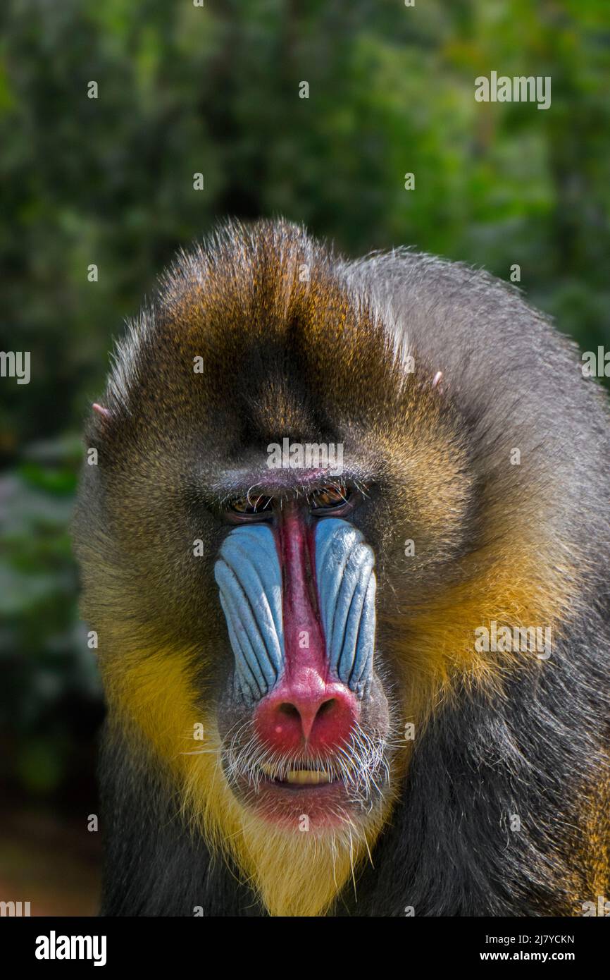 Mandrill (Mandrillus sphinx) close-up portrait of dominant male in tropical forest, Old World monkey native to west-central Africa. Digital composite Stock Photo
