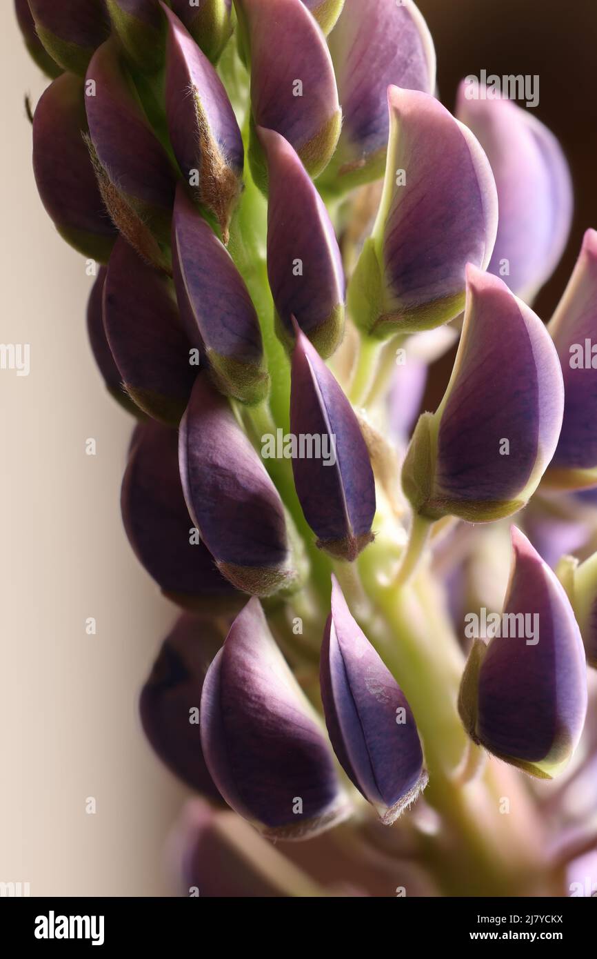 Close up of purple Lupin petals Stock Photo