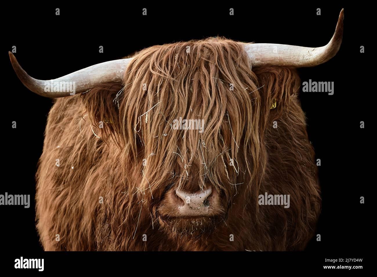 Horned Highland cattle isolated on black background Stock Photo