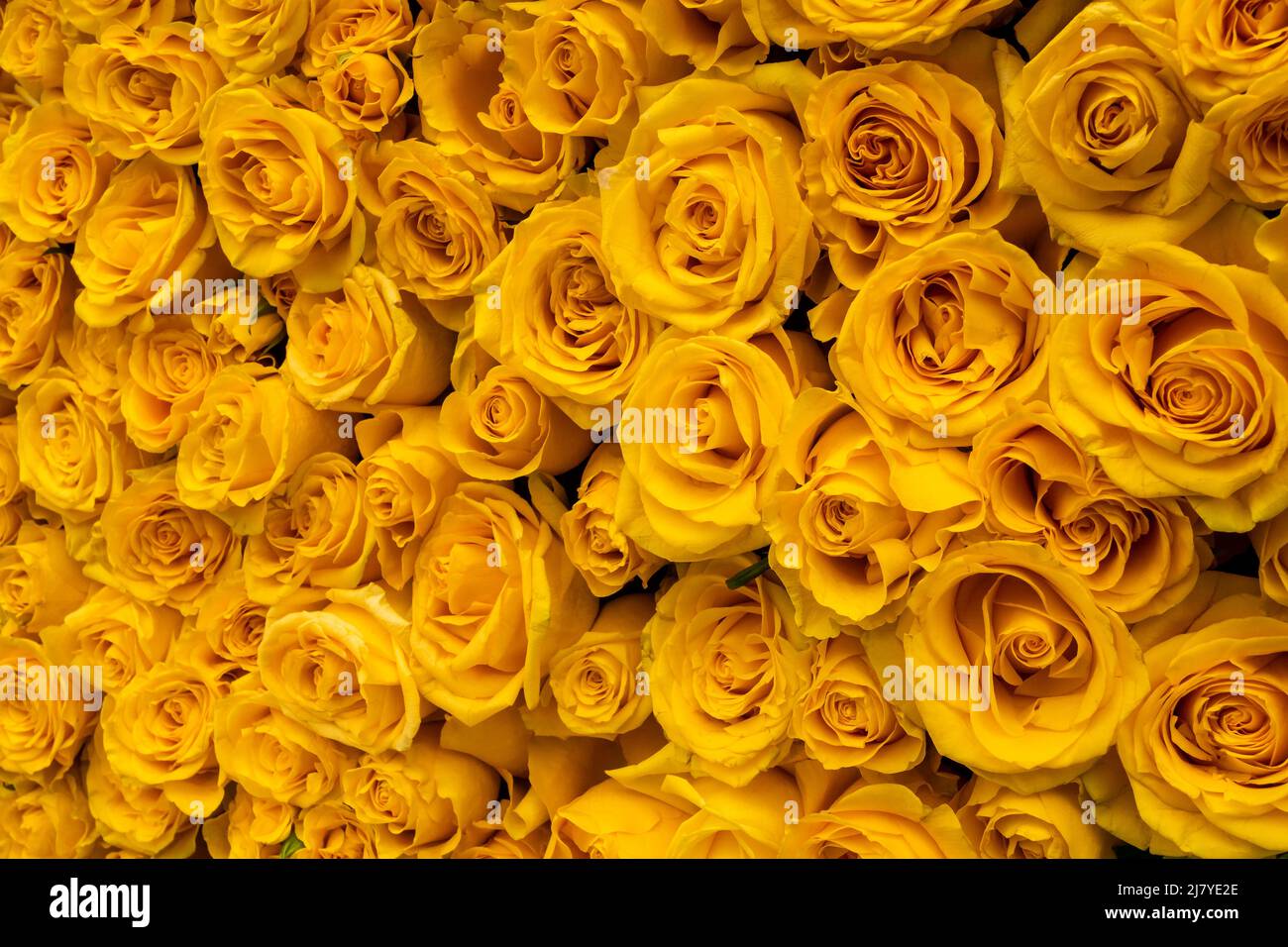 Detail of yellow roses in a Lastacaft antihistamine eyedrops brand