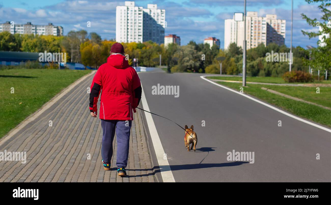family, pet, pet, season and people concept - happy man with small dog walking in autumn city park Stock Photo