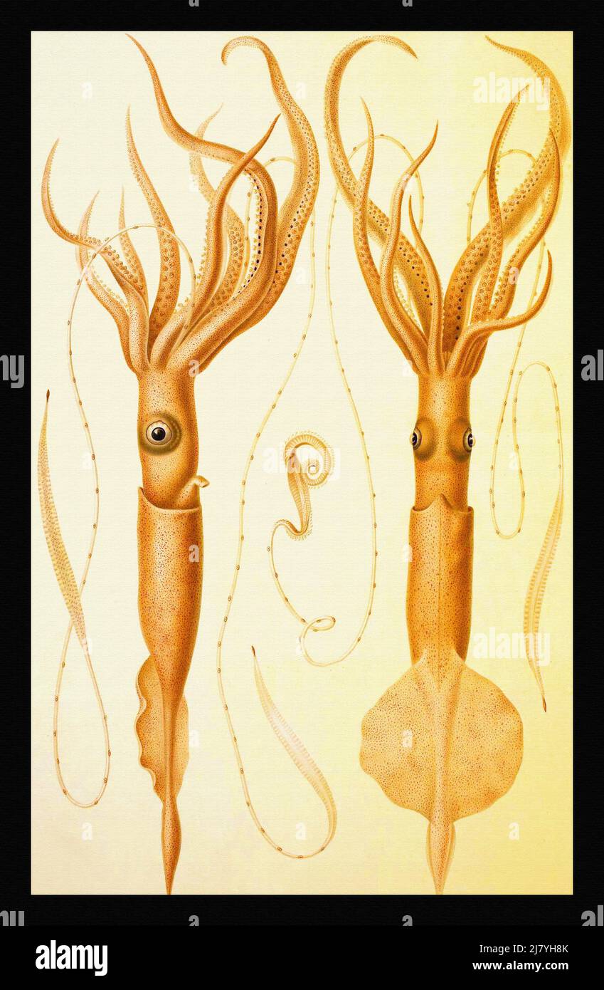 Chiroteuthis (Chirotauma imperator) (S. channel of Nias) Stock Photo