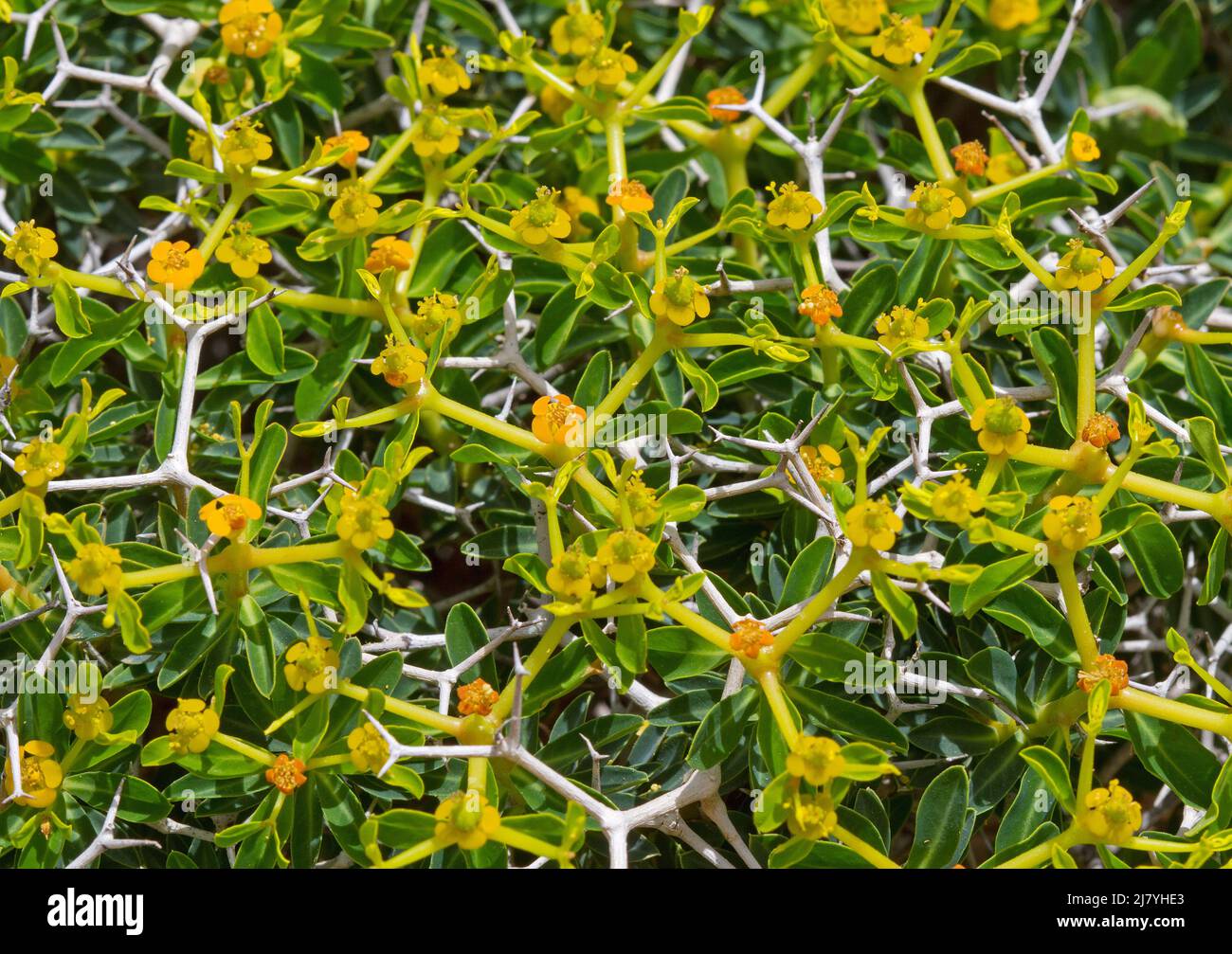 Prickly burnet, a spiny low shrub with yellow flowers Stock Photo
