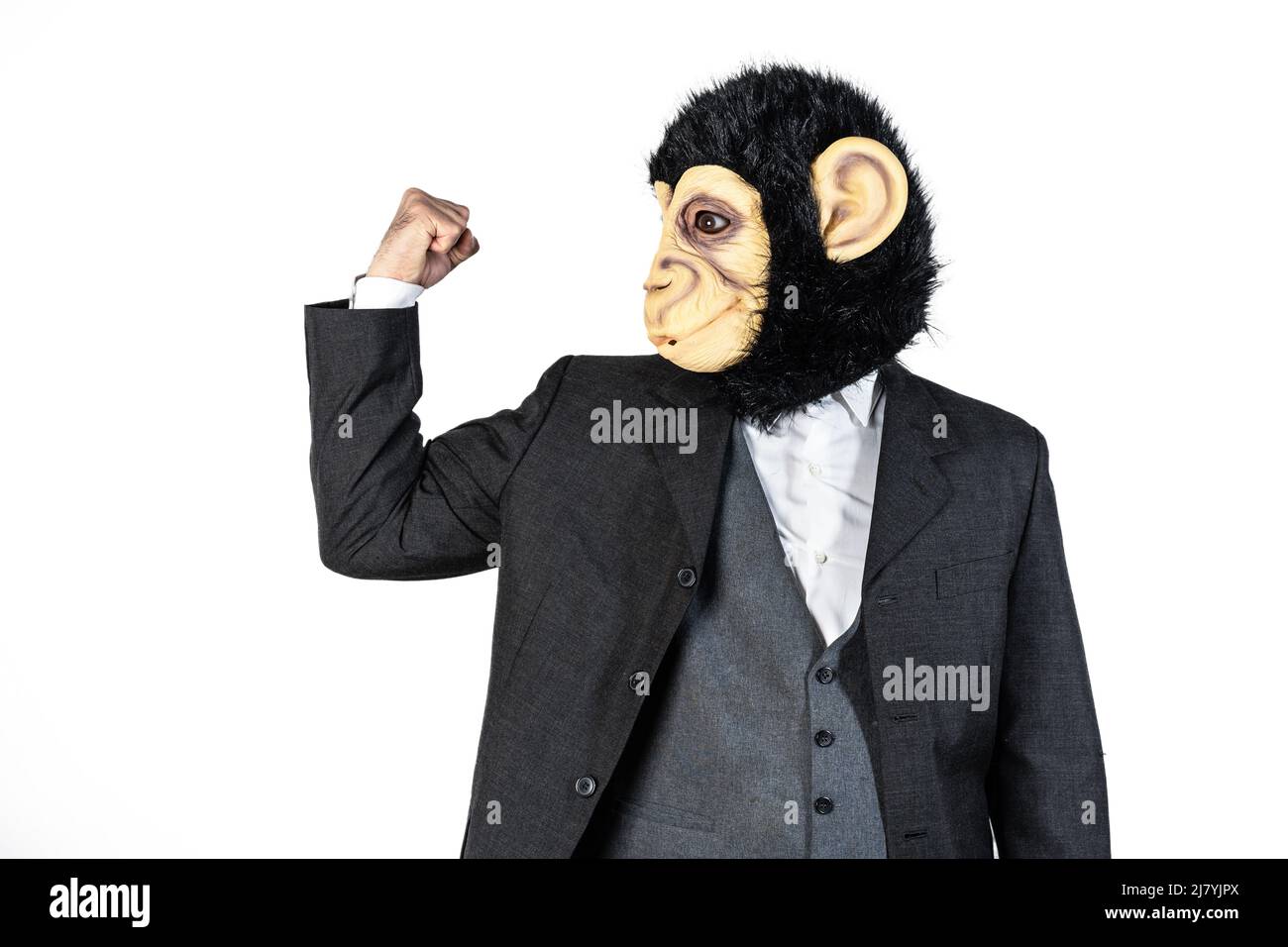 Monkey businessman hires stock photography and images Alamy