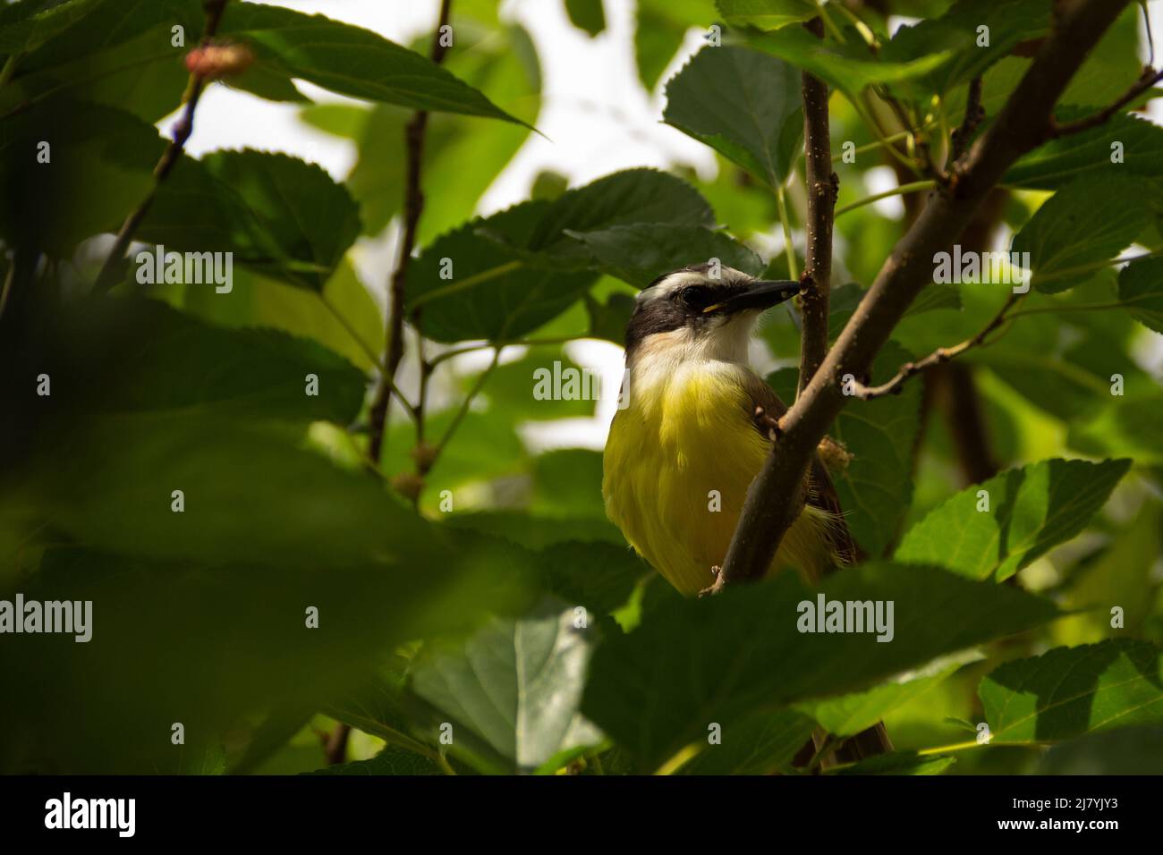 Goiânia, Goias, Brazil – May 10, 2022: A bird perched on a very leafy tree branch. Stock Photo