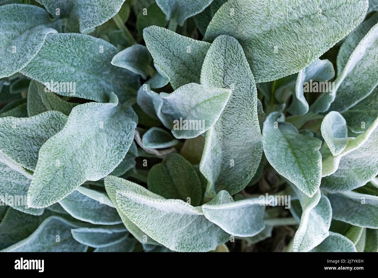 Background from a plant Stachys byzantina or woolly betony, lamb's ear. Green leaf texture. Stock Photo