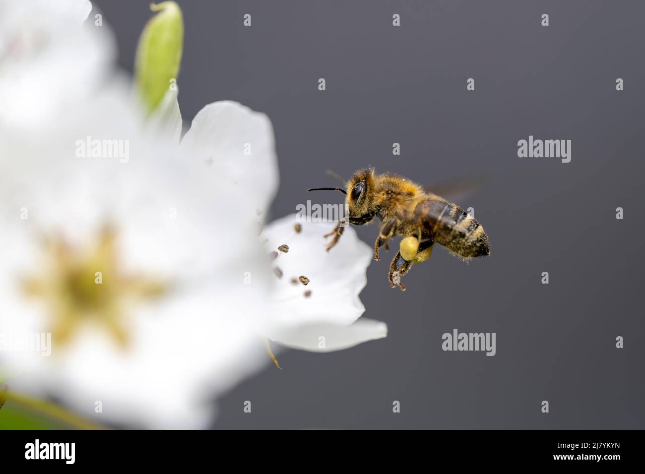 A bee flies from flower to flower and collects nectar Stock Photo Alamy