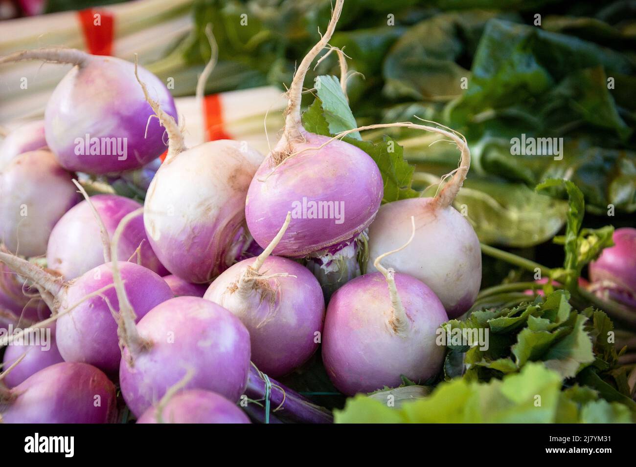 Close-up of turnip in a crate Stock Photo