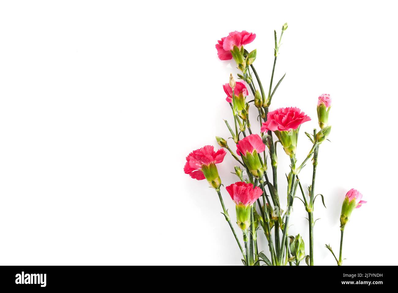 Branch pink carnation flowers isolated on white background Stock Photo ...